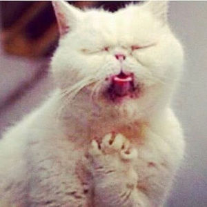 Meet your Posher, Ozzie